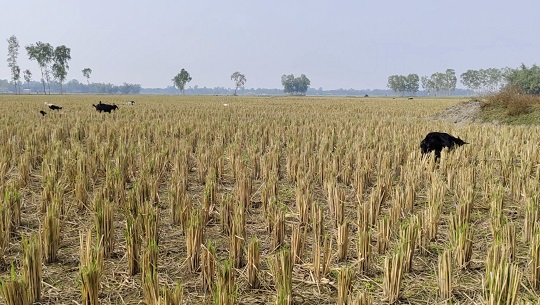 image-here